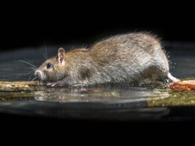 Rat Prevention and Control: Pest Management Insights